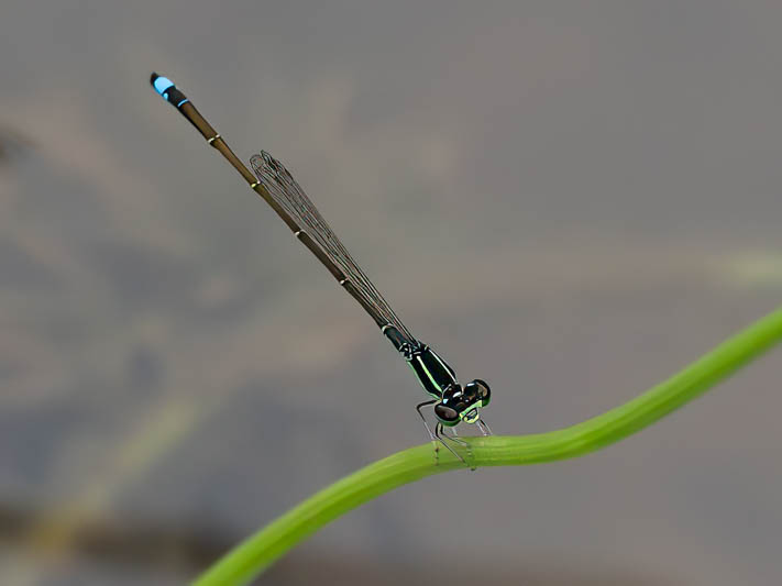 Ischnura capreolus (Tiny Forktail).jpg